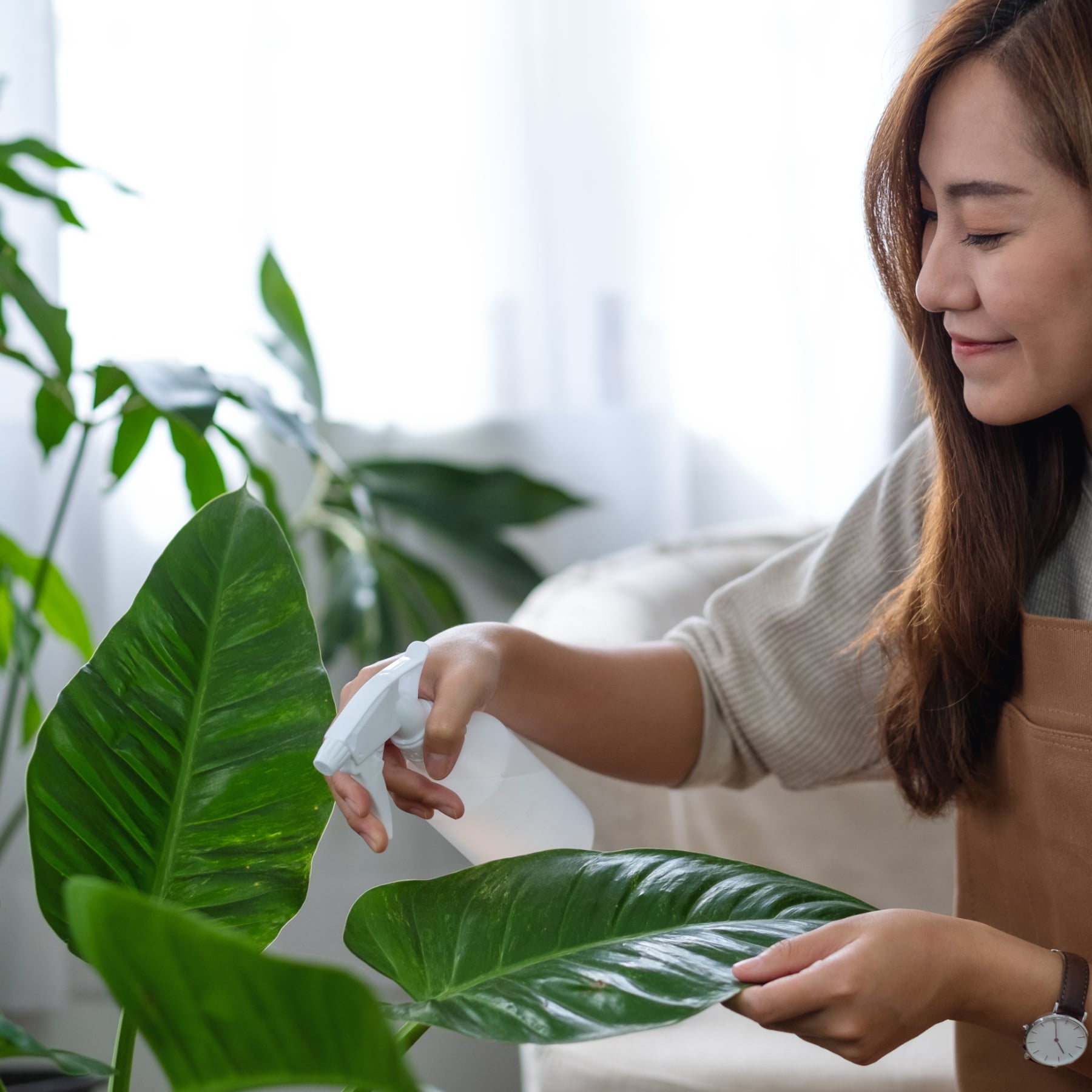 A beautiful young asian woman taking care and watering houseplan Nuori nainen hoitaa viherkasvia suihkuttamalla lehdelle vetta suihkepullosta.